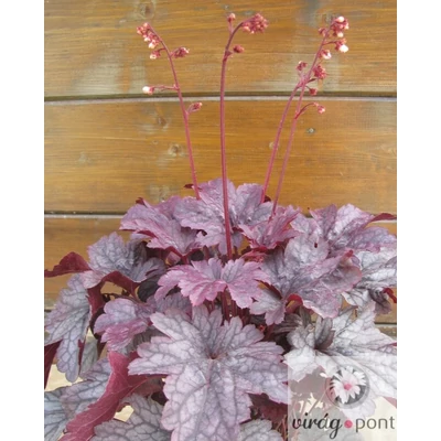 Tűzgyöngyvirág (Heuchera)