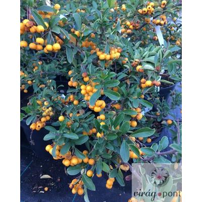 Tűztövis (Pyracantha coccinea)