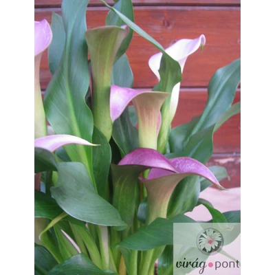 Cserepes Kála (Zantedeschia)