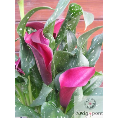 Cserepes Kála (Zantedeschia)