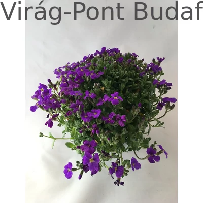 Pázsitviola