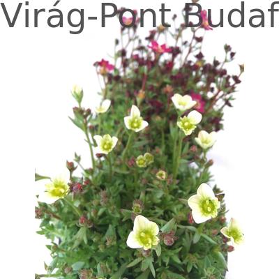 Kőtörőfű (Saxifraga)