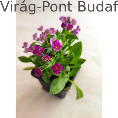 Mézvirág/Lobularia