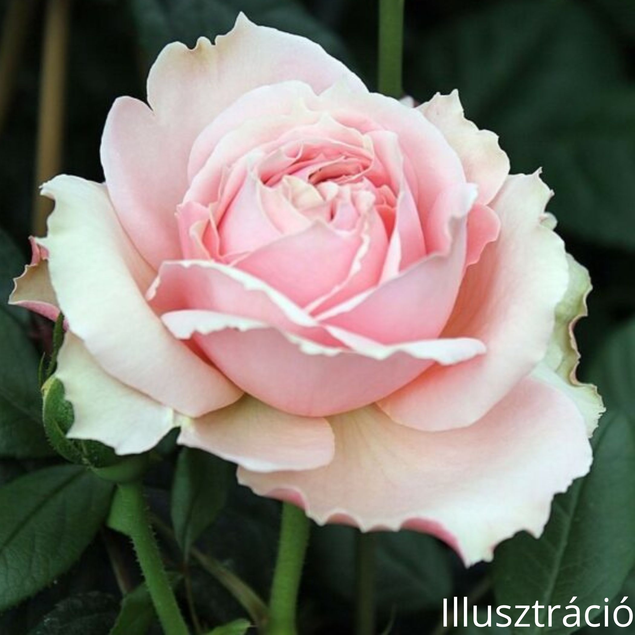 Nosztalgia rózsa; Schöne Maid/ Konténeres rózsatő