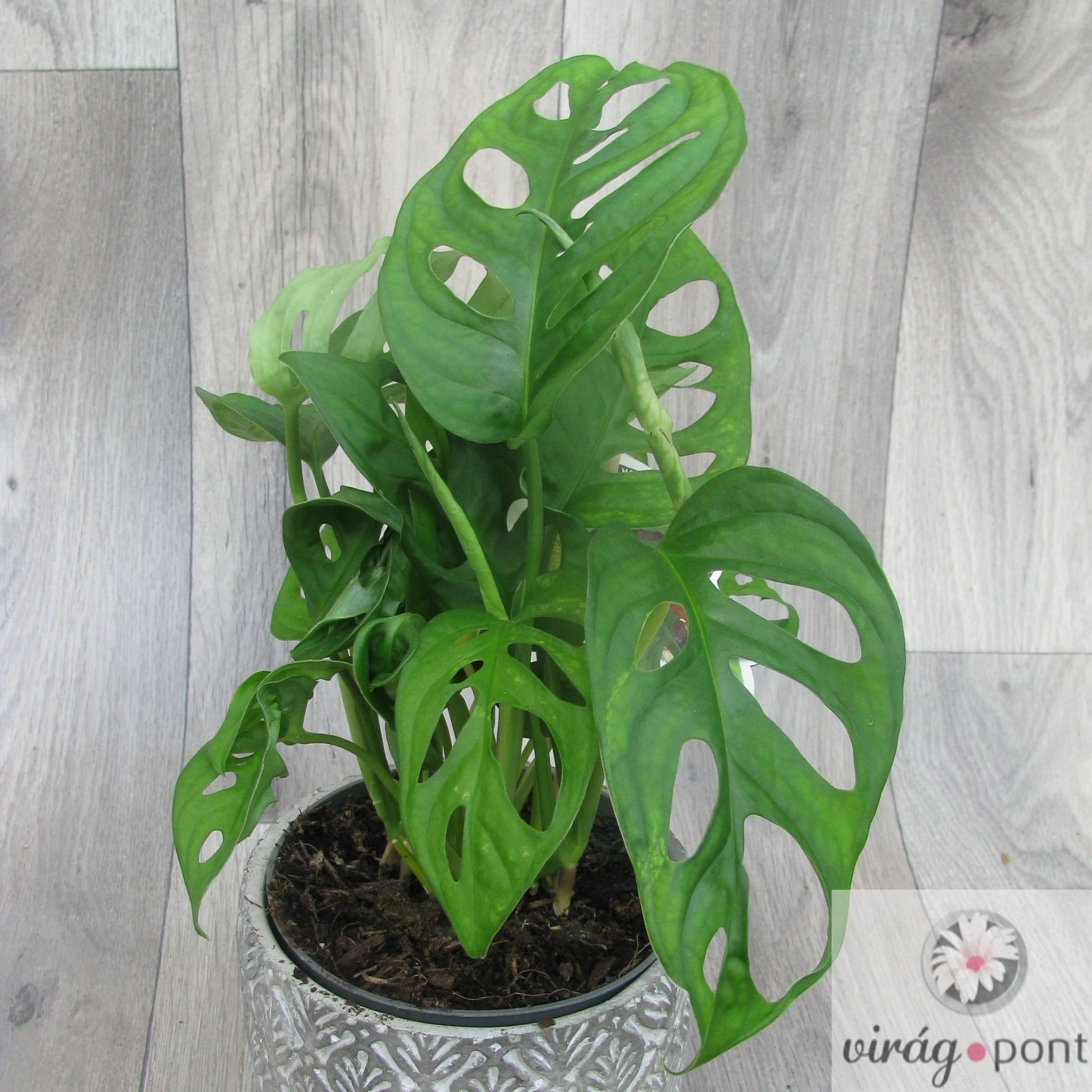 golden trumpet plant Golden Trumpet Tree General Tree - 15 Gallon ( 5