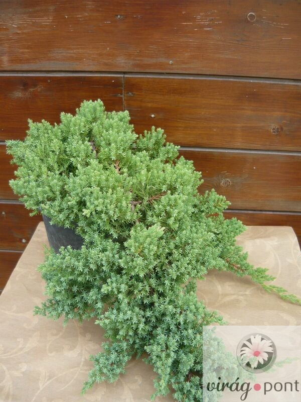 Törpe kúszó boróka (Juniperus procumbens 'Nana')
